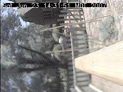 View of the bird feeder at Sat Jun 23 14:31:51 MDT 2007
