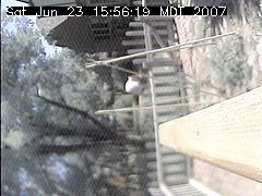 View of the bird feeder at Sat Jun 23 15:56:19 MDT 2007
